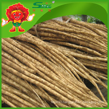 Organic Burdock/Fresh Burdock/Bulk Burdock Root